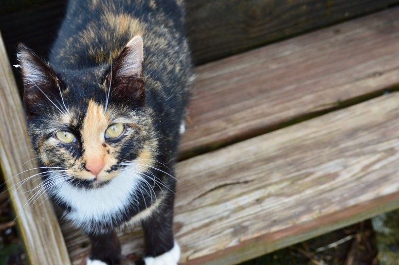 ABF15A42-21BB-4BF8-8B41-7AA6D76A12F1_1_201_a